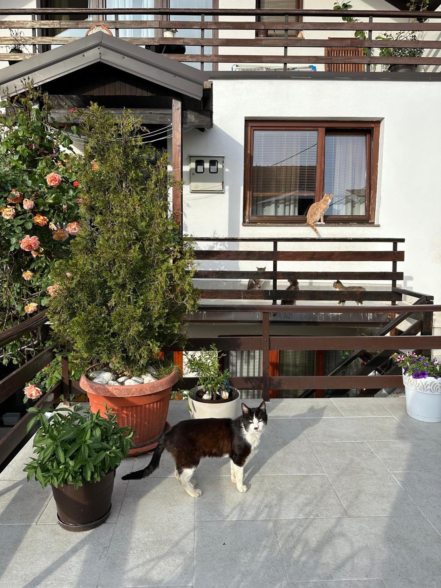 Yasmin Apartment Sarajevo Ngoại thất bức ảnh